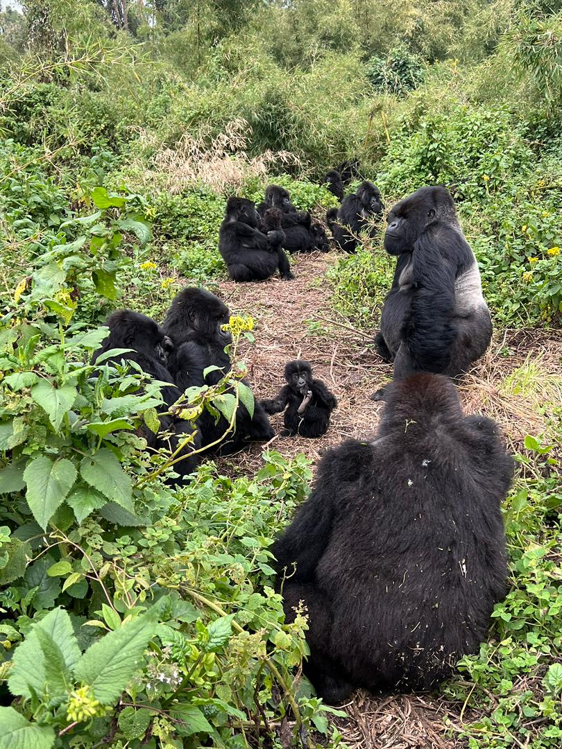 1-Day Rwanda Gorilla Trek & Dian Fossey Experience - Ellen Campus