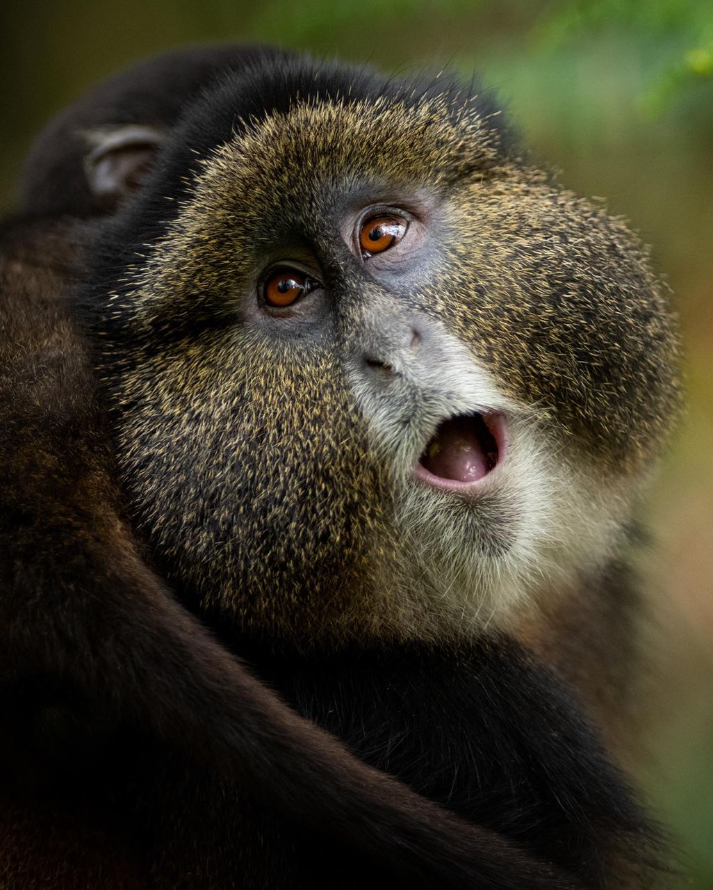 1 Day Rwanda Golden Monkey Trek with Dian Fossey Fund or Iby'Iwacu