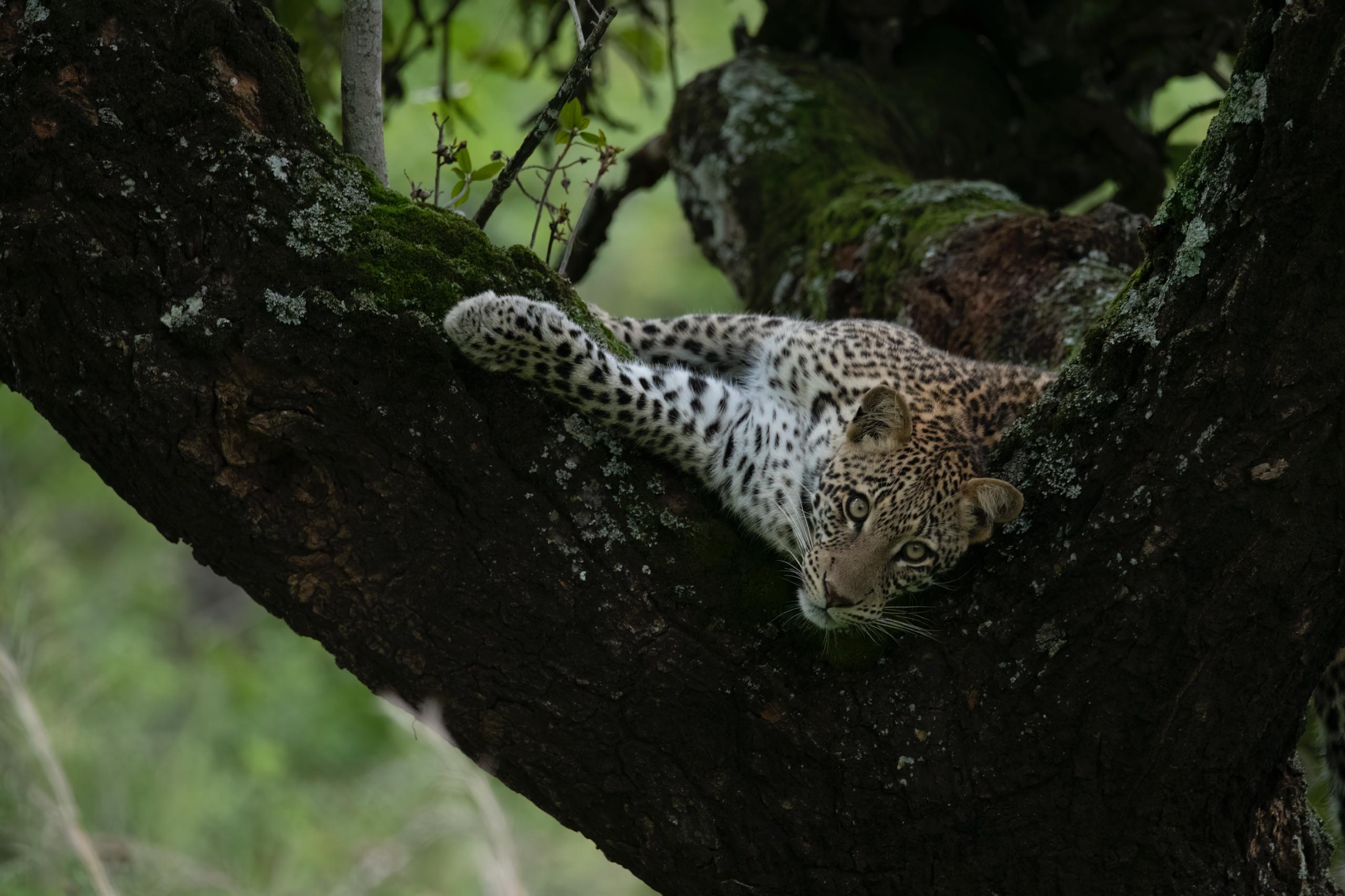 2 Days 1 Night Rwanda Akagera Safari & Kigali City Tour