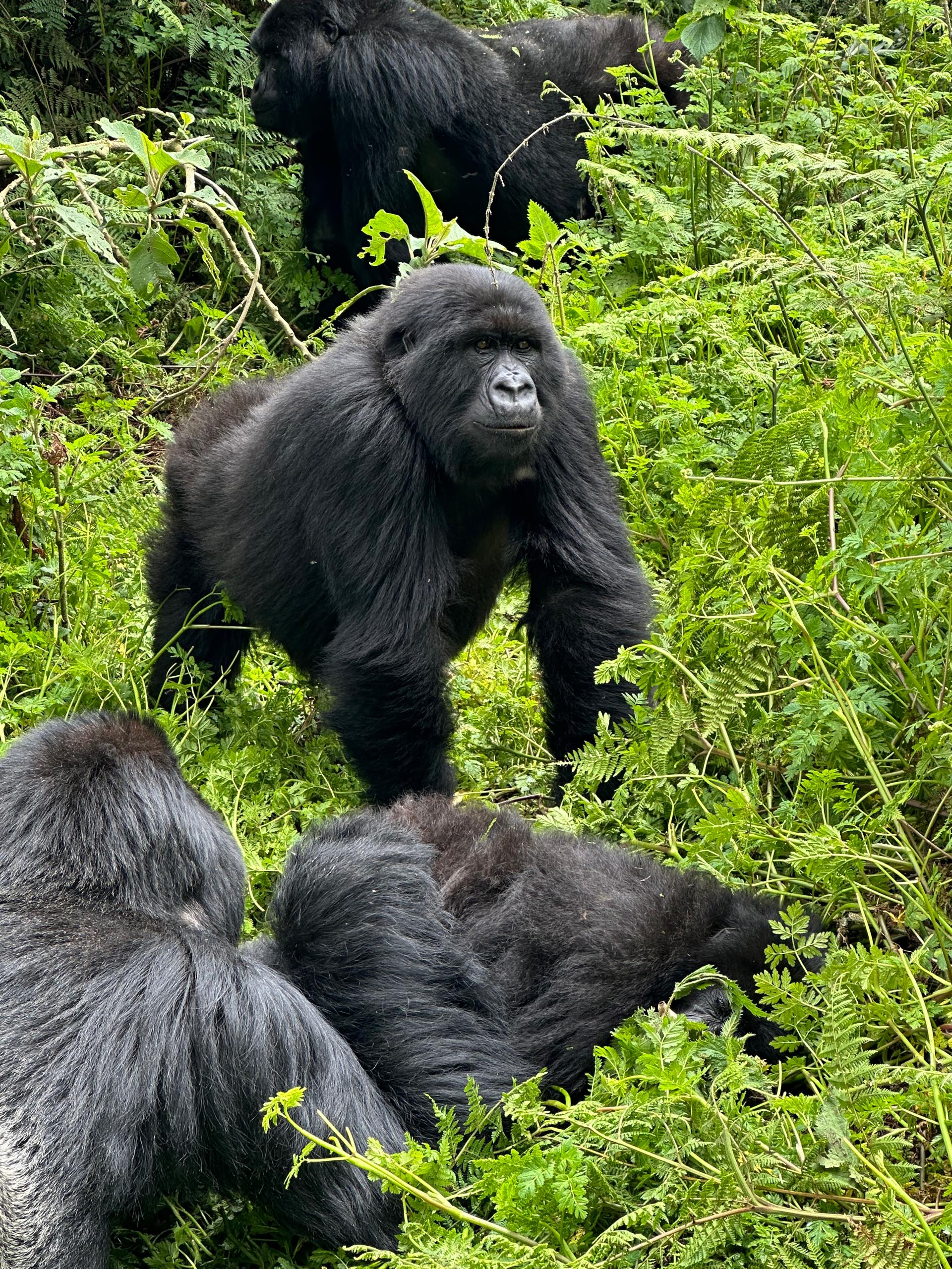2 Days Rwanda Gorilla Trekking