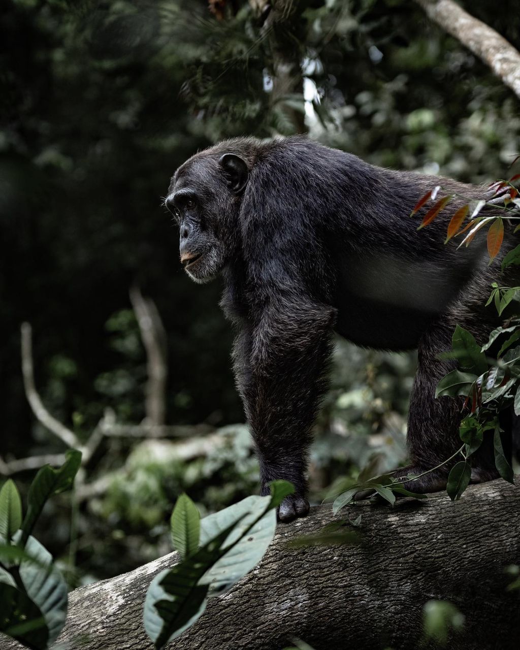 3 Days Rwanda Chimpanzee Trekking, Canopy Walk & Ndambarare Waterfall