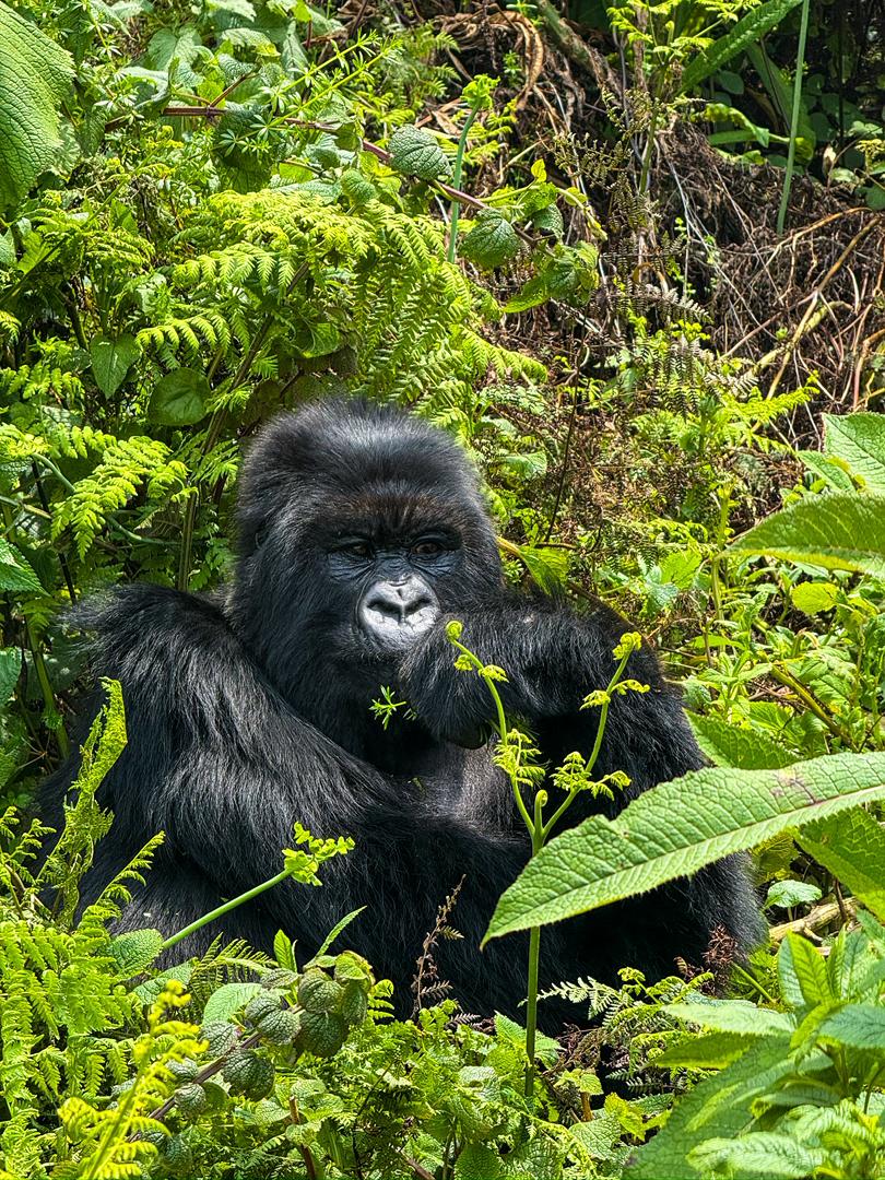 4 Days Rwanda Gorilla Trekking, Chimpanzee Trek & Lake Kivu Tour