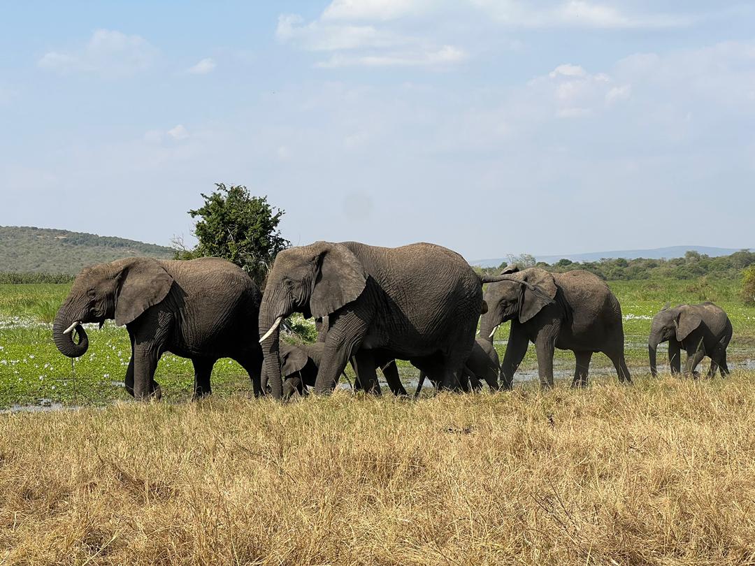 4 Days Rwanda Gorilla Trekking & Wildlife Safari