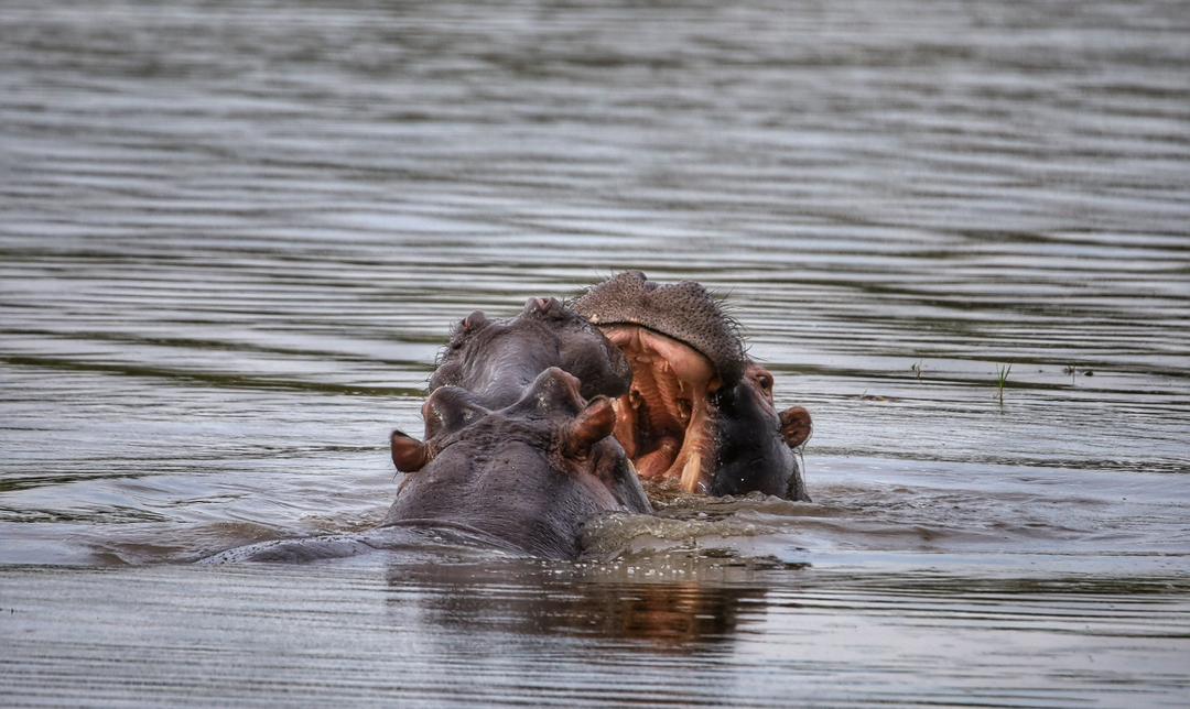 5 Days Rwanda Safari: Akagera Wildlife & Chimpanzee Trekking