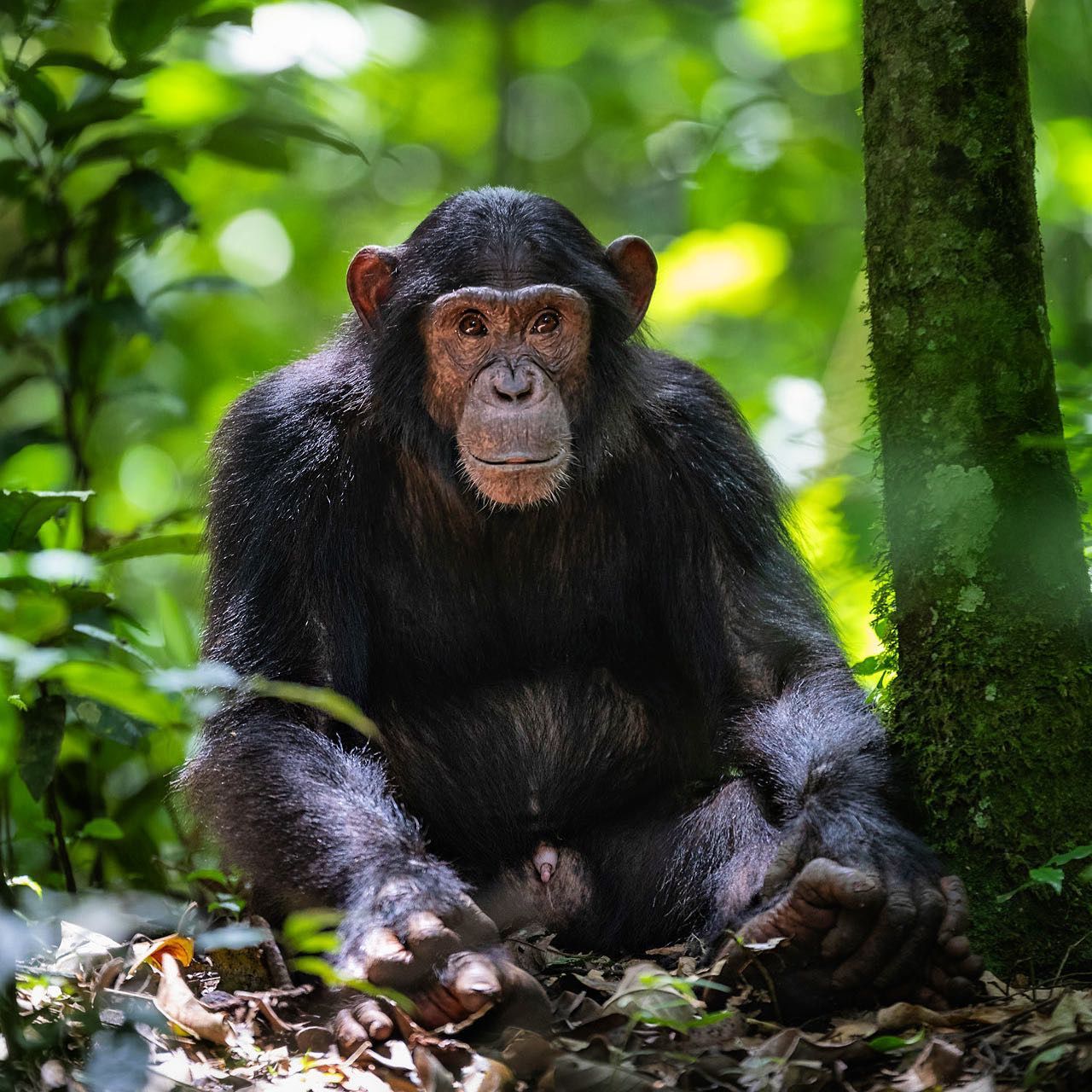 3 Days Chimpanzees Trekking In Kibale National Park Uganda