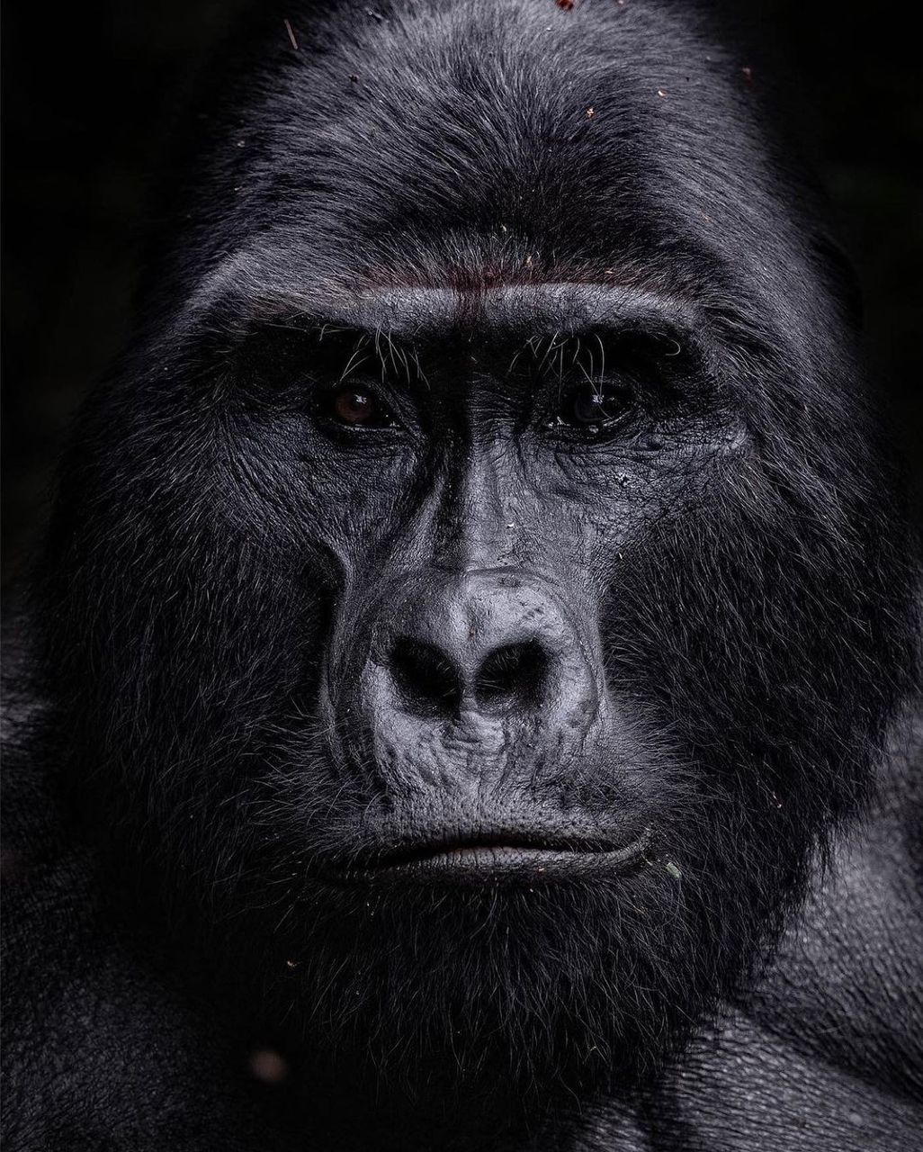 3 Days Bwindi Gorilla Trekking Safari from Rwanda