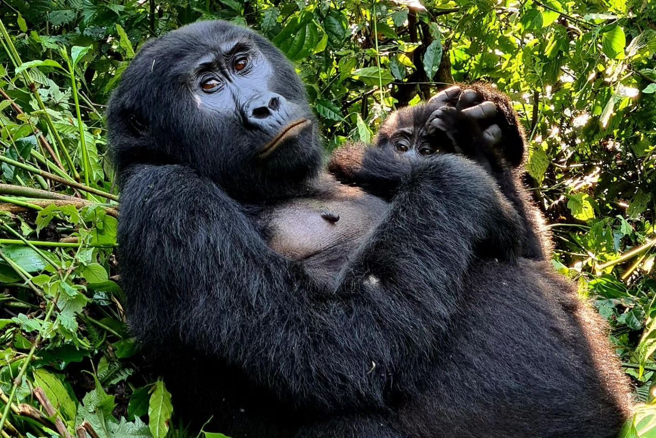 2 Days Bwindi Gorilla Trekking Safari from Rwanda