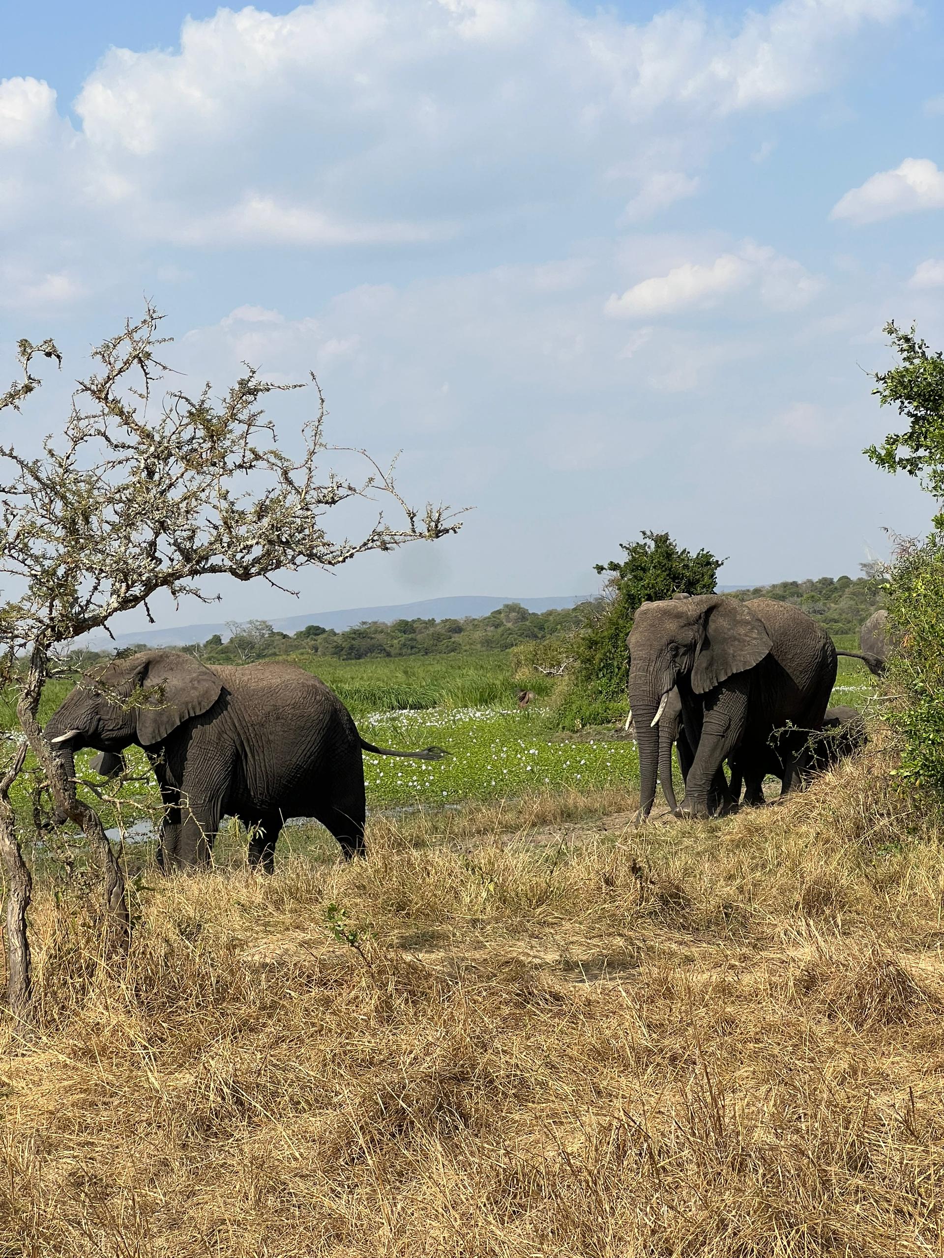 3-Day Akagera Safari, Kigali City Tour, and Sunset Boat